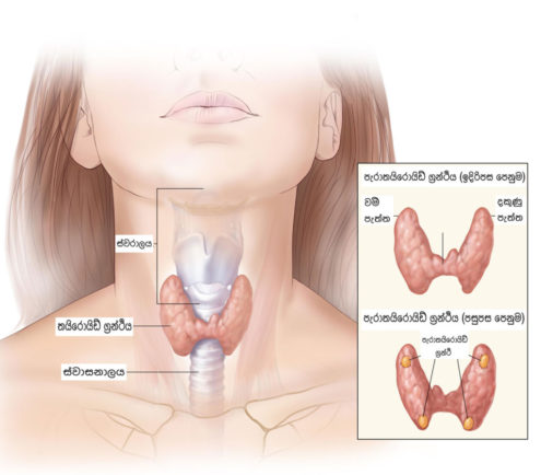 Anatomy of thyroid