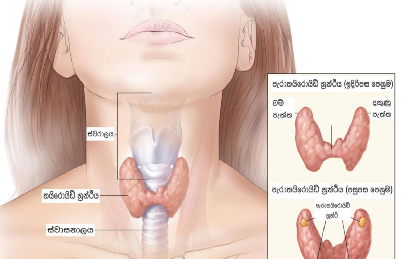 Anatomy of thyroid